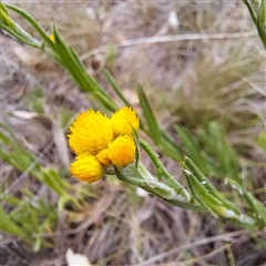 Chrysocephalum apiculatum at Watson, ACT - 14 Oct 2024