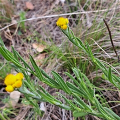 Chrysocephalum apiculatum at Watson, ACT - 14 Oct 2024