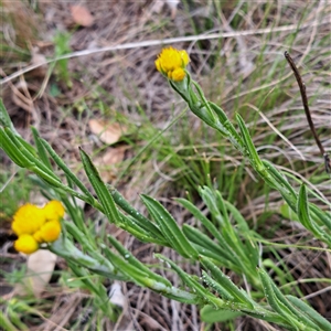 Chrysocephalum apiculatum at Watson, ACT - 14 Oct 2024