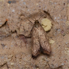 Tachystola (genus) at Harrison, ACT - 13 Oct 2024 by DPRees125