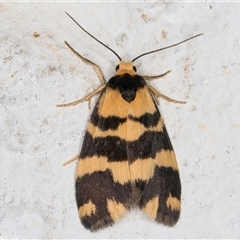 Thallarcha partita (Dark-banded Footman) at Melba, ACT - 13 Oct 2024 by kasiaaus