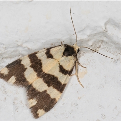 Thallarcha partita (Dark-banded Footman) at Melba, ACT - 13 Oct 2024 by kasiaaus