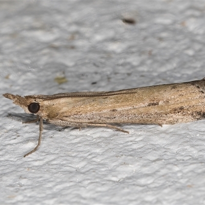 Faveria tritalis (Couchgrass Webworm) at Melba, ACT - 13 Oct 2024 by kasiaaus