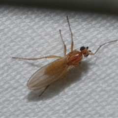 Unidentified Other true fly at Freshwater Creek, VIC - 18 Feb 2021 by WendyEM