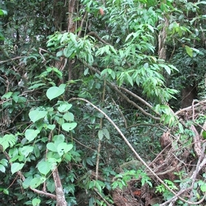 Daphnandra repandula at Mossman Gorge, QLD - 19 Mar 2015