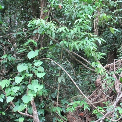 Daphnandra repandula (grey sassafras) at Mossman Gorge, QLD - 19 Mar 2015 by JasonPStewartNMsnc2016