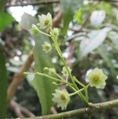 Daphnandra repandula at Mossman Gorge, QLD - 19 Mar 2015