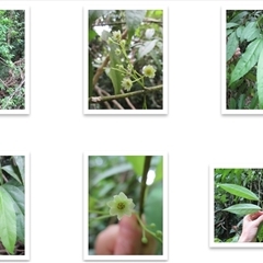 Daphnandra repandula at Mossman Gorge, QLD - 19 Mar 2015