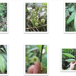 Daphnandra repandula at Mossman Gorge, QLD - 19 Mar 2015