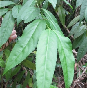 Daphnandra repandula at Mossman Gorge, QLD - 19 Mar 2015