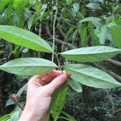 Daphnandra repandula at Mossman Gorge, QLD - 19 Mar 2015 08:22 AM