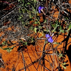 Unidentified Other Wildflower or Herb at Monkey Mia, WA - 10 Sep 2024 by Paul4K