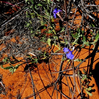 Unidentified Other Wildflower or Herb at Monkey Mia, WA - 10 Sep 2024 by Paul4K