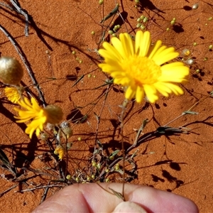 Senecio sp. at Monkey Mia, WA by Paul4K