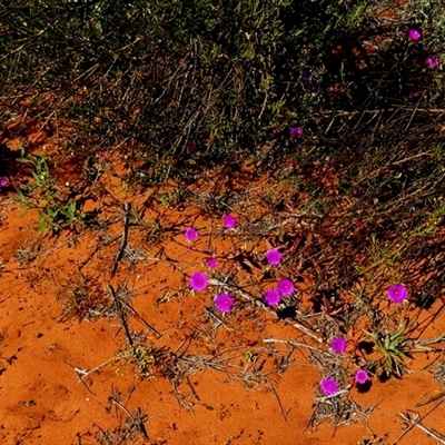 Calandrinia sp. at Monkey Mia, WA - 10 Sep 2024 by Paul4K