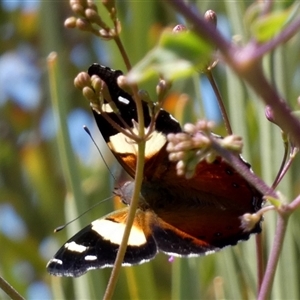 Vanessa itea (Yellow Admiral) at Monkey Mia, WA by Paul4K