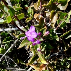 Unidentified Climber or Mistletoe at Monkey Mia, WA - 10 Sep 2024 by Paul4K