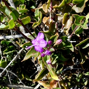 Unidentified Climber or Mistletoe at Monkey Mia, WA by Paul4K