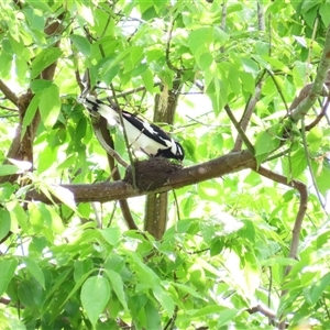 Grallina cyanoleuca at Richardson, ACT - 14 Oct 2024