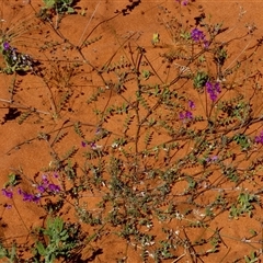 Unidentified Other Wildflower or Herb at Monkey Mia, WA - 10 Sep 2024 by Paul4K