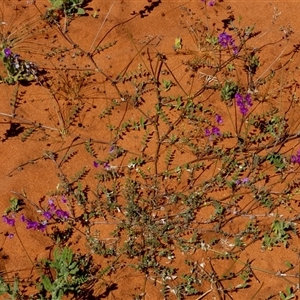 Unidentified Other Wildflower or Herb at Monkey Mia, WA by Paul4K