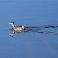 Poliocephalus poliocephalus (Hoary-headed Grebe) at Throsby, ACT - 28 Jun 2024 by TimL