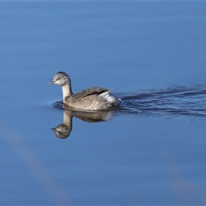 Poliocephalus poliocephalus at Throsby, ACT - 28 Jun 2024