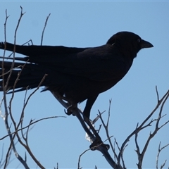 Corvus bennetti at Monkey Mia, WA - 10 Sep 2024 12:42 PM