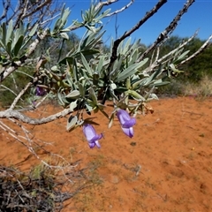 Eremophila maitlandii at Monkey Mia, WA - 10 Sep 2024 by Paul4K