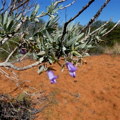 Eremophila maitlandii at Monkey Mia, WA - 10 Sep 2024 by Paul4K