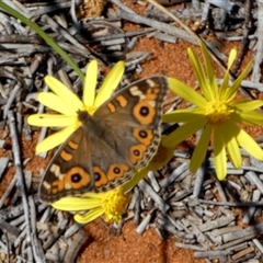 Junonia villida (Meadow Argus) at Monkey Mia, WA - 10 Sep 2024 by Paul4K