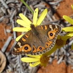 Junonia villida at Monkey Mia, WA - 10 Sep 2024 12:47 PM