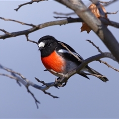 Petroica boodang (Scarlet Robin) at Yarralumla, ACT - 22 Jul 2024 by TimL