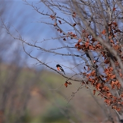 Petroica boodang at Yarralumla, ACT - 22 Jul 2024 03:46 PM