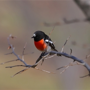 Petroica boodang at Yarralumla, ACT - 22 Jul 2024 03:46 PM