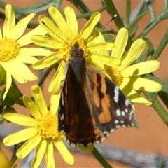 Vanessa kershawi (Australian Painted Lady) at Monkey Mia, WA - 10 Sep 2024 by Paul4K