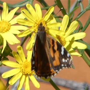 Vanessa kershawi (Australian Painted Lady) at Monkey Mia, WA by Paul4K