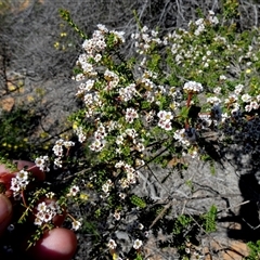 Unidentified Other Shrub at Monkey Mia, WA - 10 Sep 2024 by Paul4K