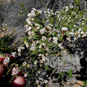 Unidentified Other Shrub at Monkey Mia, WA by Paul4K