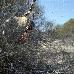 Trichonephila edulis (Golden orb weaver) at Monkey Mia, WA by Paul4K