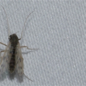 Polypedilum nubifer at Freshwater Creek, VIC - 18 Feb 2021