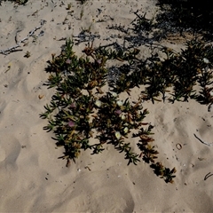 Unverified Other Wildflower or Herb at Monkey Mia, WA - 10 Sep 2024 by Paul4K
