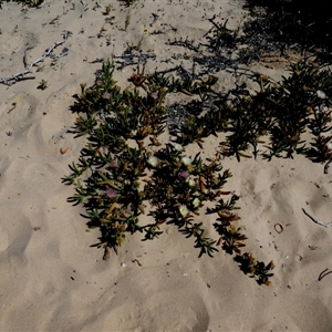 Unidentified Other Wildflower or Herb at Monkey Mia, WA by Paul4K