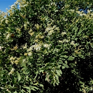 Unidentified Other Shrub at Monkey Mia, WA by Paul4K