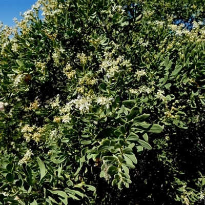 Unverified Other Shrub at Monkey Mia, WA - 10 Sep 2024 by Paul4K