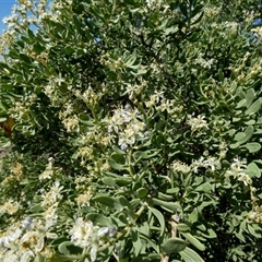 Nitraria billardierei at suppressed - 10 Sep 2024 01:10 PM