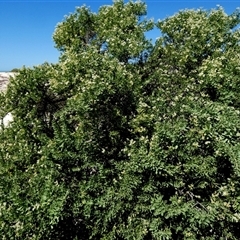 Nitraria billardierei at suppressed - 10 Sep 2024 01:10 PM