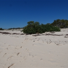 Nitraria billardierei at suppressed - 10 Sep 2024 01:10 PM