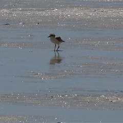 Anarhynchus ruficapillus (Red-capped Plover) at Monkey Mia, WA - 10 Sep 2024 by Paul4K