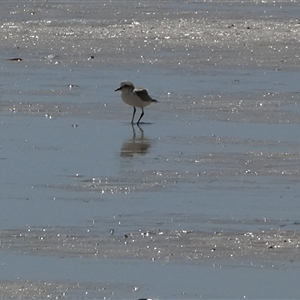 Anarhynchus ruficapillus (Red-capped Plover) at Monkey Mia, WA by Paul4K